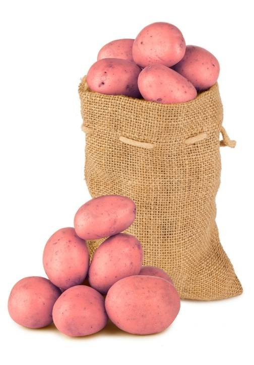 Proveedor de Papa Única al por mayor – variedad premium de alta calidad y frescura garantizada